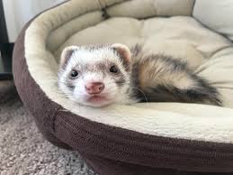 Kiki is so darn cute: ferrets