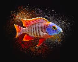 We did not find results for: African Peacock Cichlid Iii Portrait Digital Art By Scott Wallace Digital Designs