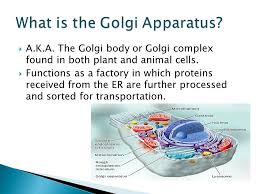 It is usually situated near the nucleus. By Isiah A Curry Robert Bocan A K A The Golgi Body Or Golgi Complex Found In Both Plant And Animal Cells Functions As A Factory In Which Proteins Ppt Download