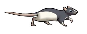 Animal Animated Gifs At Best Animations Animation Butterfly Gif Animals