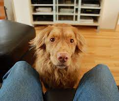How Do I Stop My Dog From Whining
