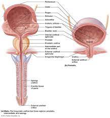 The Urinary System Bladder Reproductive System Renal Physiology