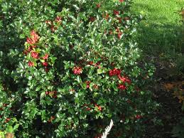 We did not find results for: Pin By Rosemary Bedosky On Landscaping Hardy Plants Trees And Shrubs Landscape