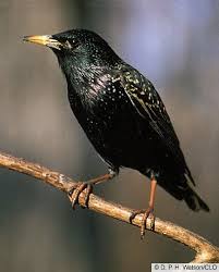 Small Birds Of Upstate Ny European Starling Introduction Birds Of North America Online Backyard Birds Watching Starling Backyard Birds