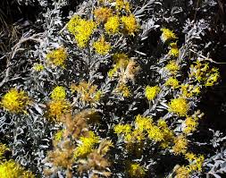 Image result for Swertia tetrandra