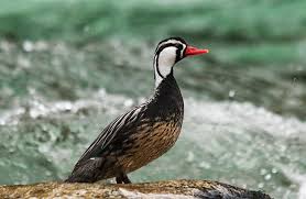 Toutes les infos transfert de alexandre pato. Pato Cortacorrientes C Augusto Dominguez Ladera Sur