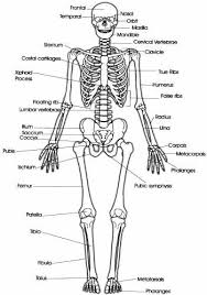 Pin By Rose Hinman On Art Human Skeletal System Skeletal System Skeletal System Anatomy