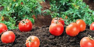 Determinate tomato plants are small and bushy, typically no more than 4 to 5 feet tall, and set their tomatoes all at the same time. Determinate Vs Indeterminate Tomatoes Not All Tomatoes Are The Same