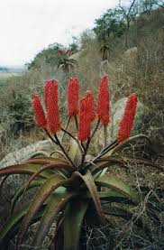Image result for Aloe excelsa