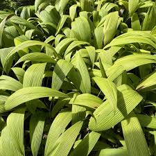 Image result for Molineria