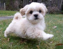 How You Can Provide Your Pet With The Best Possible Home Lhasa Apso Puppies Lhasa Apso Dog Breeder