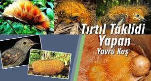 Iman Hakikati Cicekler Bocekler Kuslar Baliklar Bakteriler Hayvanlar Gokyuzu Yeryuzu Mucizeler Guzellikler Manzaralar Iman Tohumlar Charles Darwin