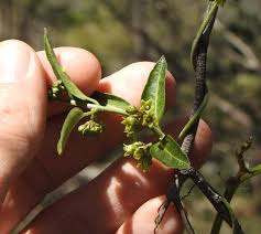 Image result for Aeschynomene multicaulis