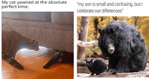 Meme generator, instant notifications, image/video download, achievements and. I Can Has Cheezburger Caturday Funny Animals Online Cheezburger