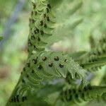 Image result for Dryopteris athamantica