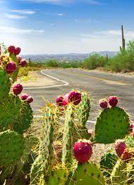 Mescaline is a psychoactive alkaloid that induces intense visual. Prickly Pear Cactus In Bloom Spring Has Sprung In Mesa Arizona Arizona Cactus Mesa Az Cactus Flower