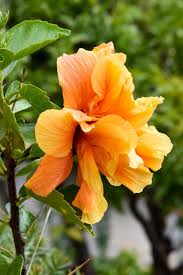 Adds interest to far away spots, or plant closer to get a good look at the huge flowers. Tropical Hibiscus Hibiscus Rosa Sinensis Double Orange In The Tropical Hibiscuses Database Garden Org
