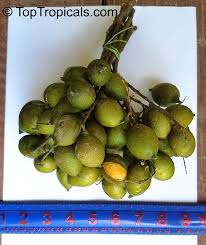 Image result for Melicoccus