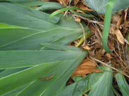 Image result for Iridaceae