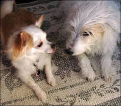 1,000 free dog and cat clipart in ai, svg, eps or psd. How To Stop Dogs From Fighting In Your Household Whole Dog Journal