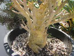 Image result for Dorstenia dinklagei