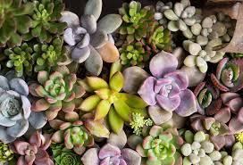 Order succulent plants, cuttings, seeds and more. How To Use Succulents As Outdoor Annuals