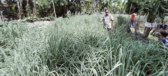 Memanfaatkan lahan sisa pembangunan rumah bisa dipergunakan untuk berkebun sayur. Di Tengah Pandemi Corona Pilih Berkebun Dengan Memanfaatkan Pekarangan Rumah Radarcirebon Com