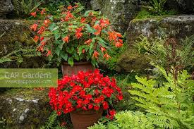 Fiche technique du produit « bégonia bertini skaugum ». Begonia Bertinii Sk Stock Photo By Trevor Nicholson Christie Image 1266598