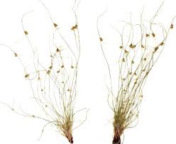 Image result for Lipocarpha micrantha