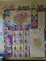 Lab report comparing animal and plant cells the cell is the fundamental structural unit of all living organisms. 19 Animal And Plant Cells Ideas Science Cells Homeschool Science Cells Project