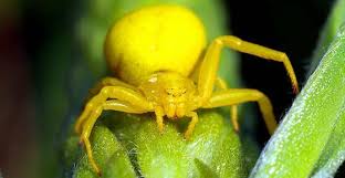 A crab spider looking like a tick. Types Of Spiders With Identification Guide Pictures Names Charts