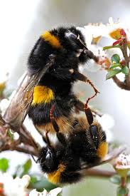 Image result for Bombus terrestris