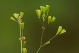 Image result for Boerhavia erecta