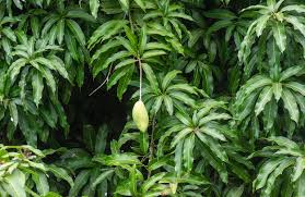 Image result for Mangifera indica