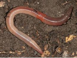Buy european night crawlers in breathable bags, for composting or growing your own fishing or composting worms. Jumping Worms Vermont Invasives