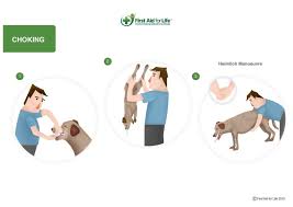 Mar 03, 2016 · now, with your hands firmly under its ribs, you should press upwards as many as five times. Choking Dog First Aid For Pets What To Do Help Your Dog