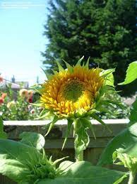 Sunflower Giant Sungold Bud Opening Sunflower Artwork Sunflower Plants