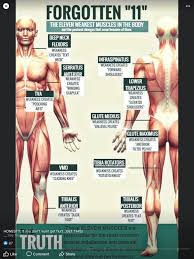 Pin By Margo On One Body One Life In 2020 Muscle Body Glute Medius Text Neck