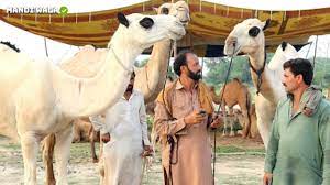 The people of usa, uk overseas pakistan can book their animal online and we can deliver animal to their provided bakra online qurbani provides information about dumba pic, cow sale, camel images, goat pic, pk prices. Camel Qurbani Camel Mandi Faisalabad Pakistan Bakra Eid Update 24 July 2019 Youtube