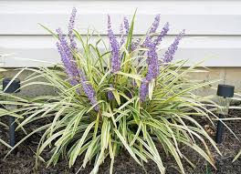 Image result for Lily Turf