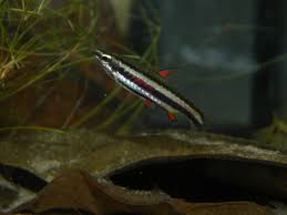 Nannostomus marginatus, (from the greek: Nannostomus Marginatus Hudson S World