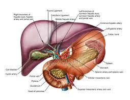 Department of surgery, jichi medical parative anatomy, the relationship of the pancreas. Anatomy Of Liver With Stomach And Pancreas Digestive System Portal Veins Stock Photo 174714624