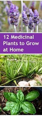 Gardening Home Garden Garden Hacks Garden Tips And Tricks Growing Plants Ga Gardens Medicinal Plants Plants Plants To Grow