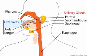 This is a biology quiz for children in 2nd, 3rd, 4th, 5th and 6th grades. Digestive System For Kids Human Digestive System Human Body Facts