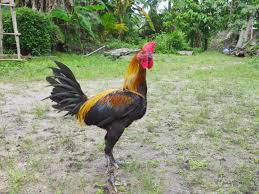 Sabung ayam peru yang dimaksud sabung ayam nasional asal amerika latin yg tak kalah seru dengan sabung ayam yang berada di negara filipina, sebagian beberapa orang di amerika latin. Ayam Peruvian Dunia Informasi