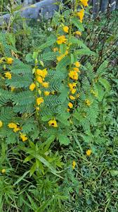 Image result for Chamaecrista parva