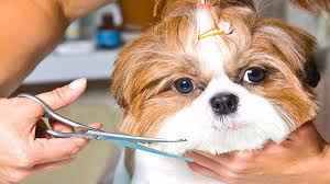 Mobile pet grooming in shadow hills and surrounding areas. Florida Pet Service Businesses For Sale Bizbuysell