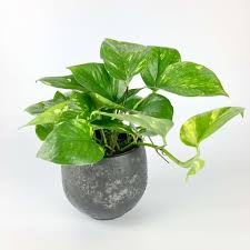 Image result for Epipremnum en casa
