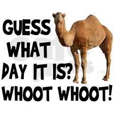 They roll their eyes, giving the impression that the camel does this every week. Come On Down Hump Day Camel We Ve Got Bigger Fish To Fry
