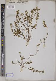 Image result for Afrohybanthus